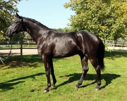 Dressurpferd Uno Spotlight (Dänisches Warmblut, 2012, von San Amour I)