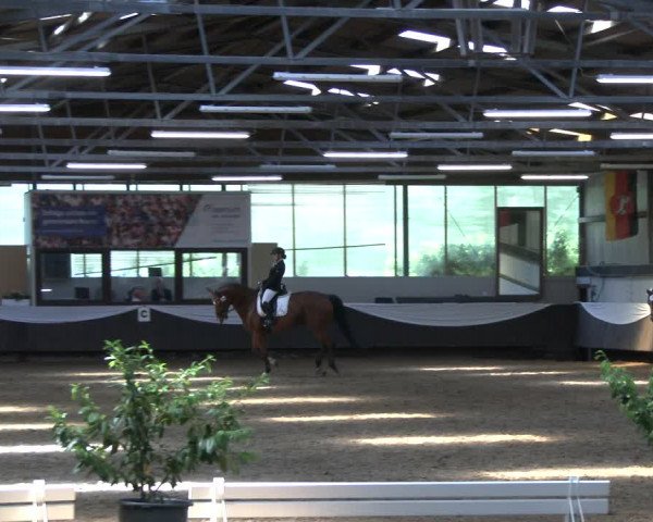 Reitturnier Bochum-Nord 2019