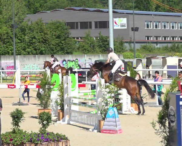 Reitturnier Münsingen 2019
