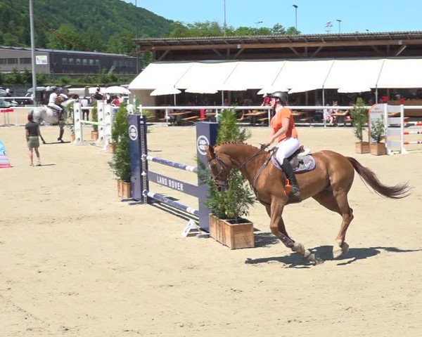 Reitturnier Münsingen 2019