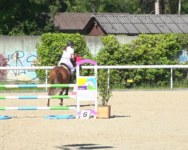 Reitturnier Münsingen 2019