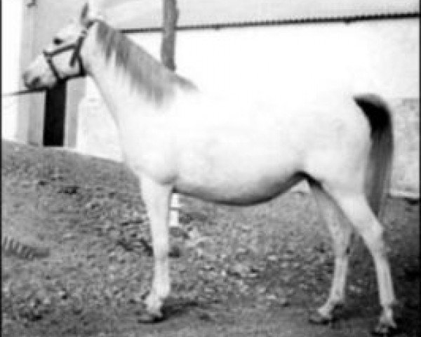 broodmare Ariana ox (Arabian purebred, 1961, from Malvito ox)