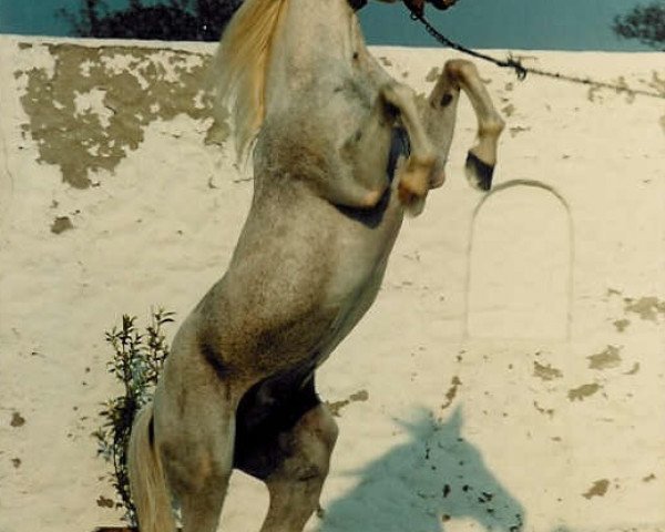 stallion Salem 1965 ox (Arabian purebred, 1965, from Karmin 1952 ox)