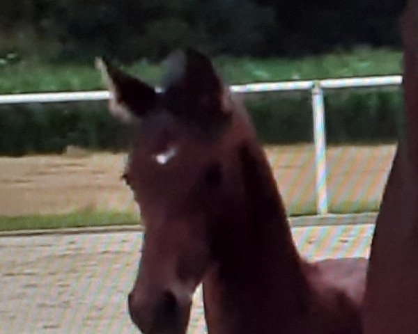 horse Coralie (Westphalian, 2021, from Captain Jack 44)