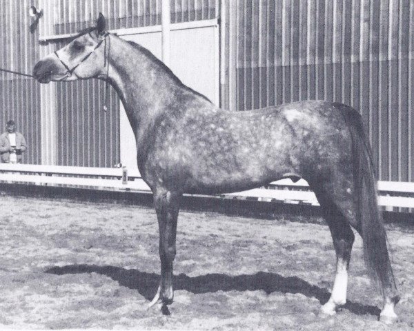 stallion Lathim El Shaklan ox (Arabian purebred, 1983, from El Shaklan 1975 ox)