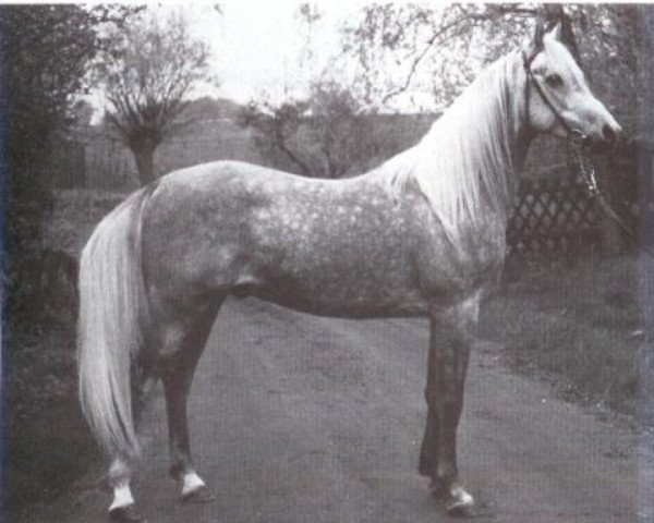 Deckhengst Mahjad ox (Vollblutaraber, 1979, von Mahomed 1968 ox)