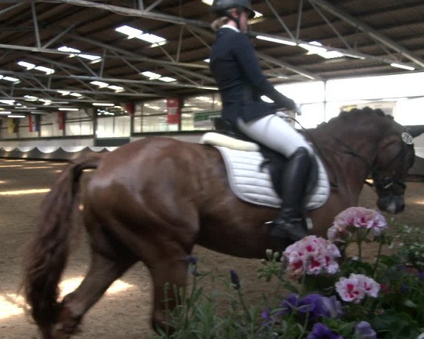 Reitturnier Bochum-Nord 2019