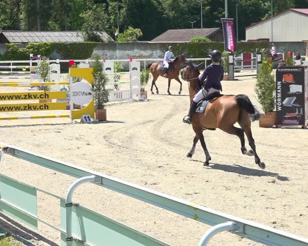 Reitturnier Münsingen 2019