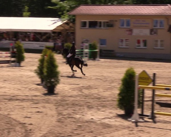 Reitturnier Lgl.-Oberhain, B95 2019