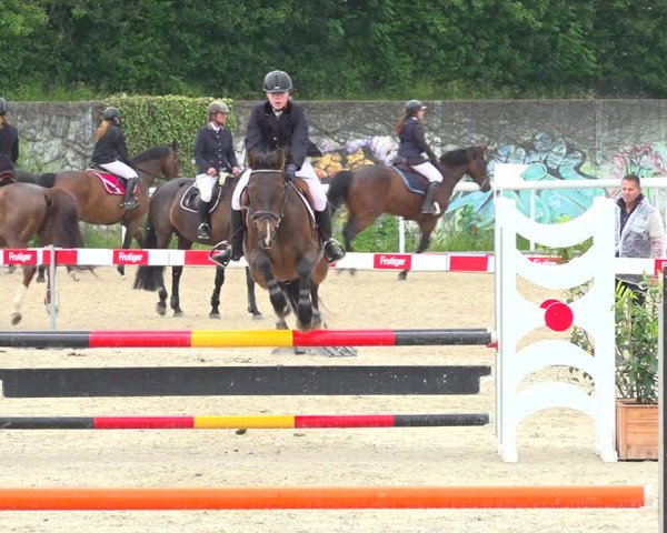 Reitturnier Münsingen 2019