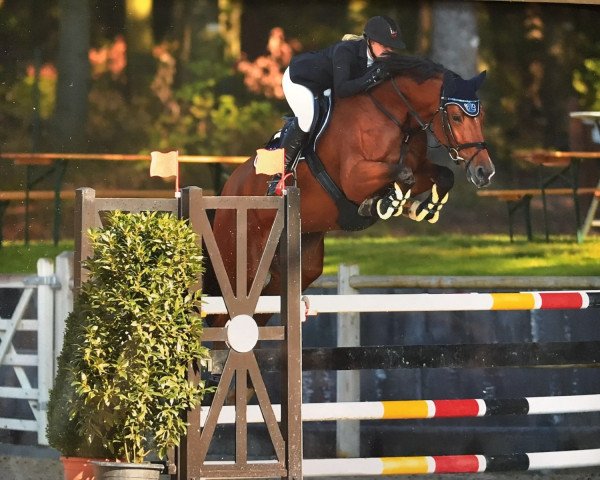broodmare Alia Hab (Bavarian, 2010, from Landprinz)