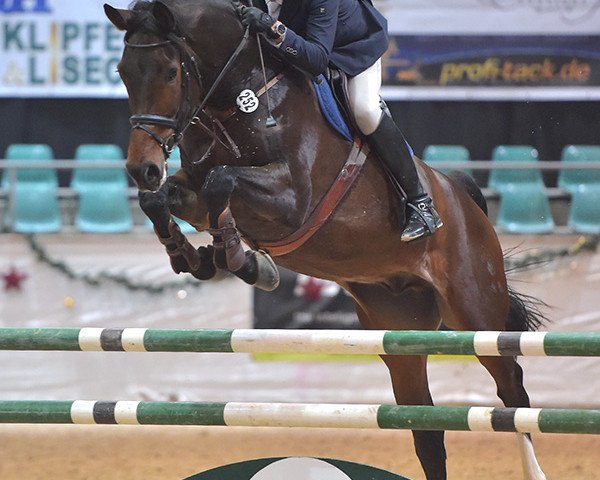 Springpferd Charly Braun D (Westfale, 2009, von Cornado NRW)