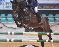 Springpferd Charly Braun D (Westfale, 2009, von Cornado NRW)