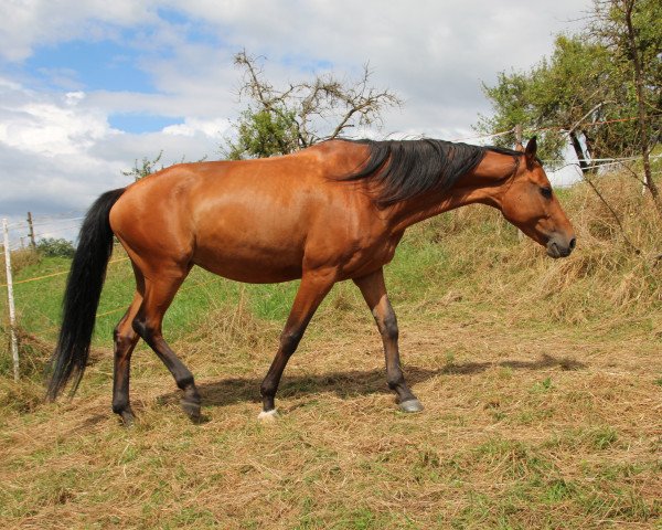 horse Rosh Shana (German Sport Horse, 2007, from Alassio's Boy)