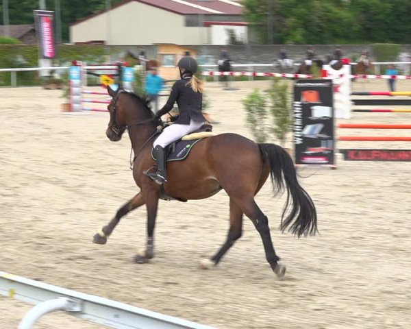 Reitturnier Münsingen 2019