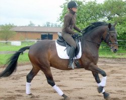 Cavallo Geraldi 3 (Württemberger, 2006, di Grafenstolz)