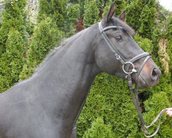 horse Lenny Kravitz H (Württemberger, 2009, from Lord Loxley I)