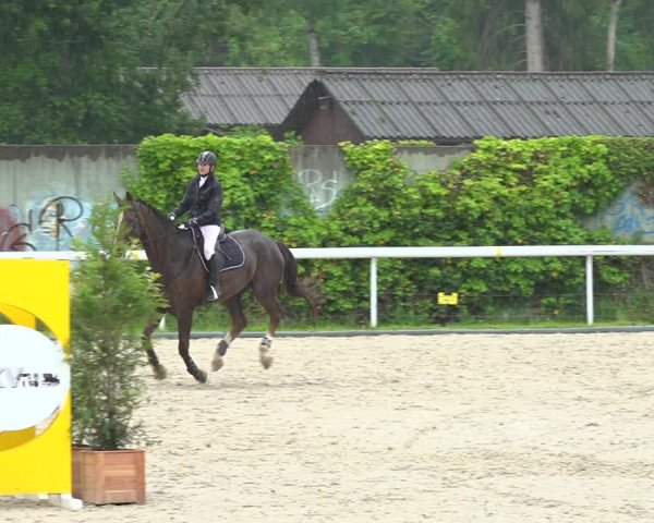 Reitturnier Münsingen 2019