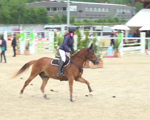 Reitturnier Münsingen 2019