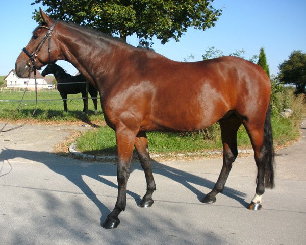 dressage horse Royal Kiss 4 (Württemberger, 2005, from Royaldik)