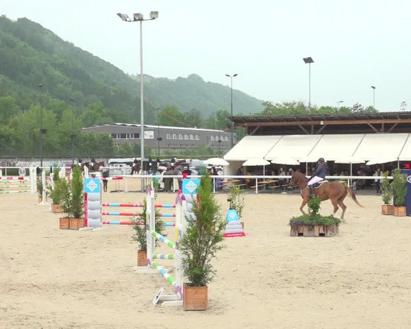Reitturnier Münsingen 2019