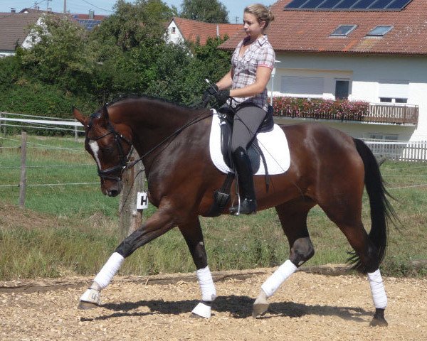 dressage horse Mette Marit 4 (Württemberger, 2008, from Metteur)