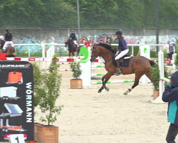 Reitturnier Münsingen 2019