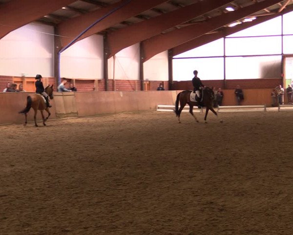 Reitturnier Iserlohn-Kalthof 2019