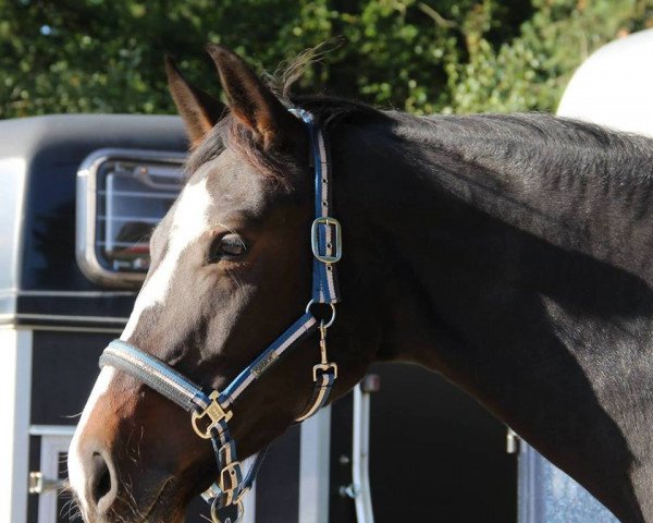 Pferd Sherley Holmes (Westfale, 2011, von Sunday)