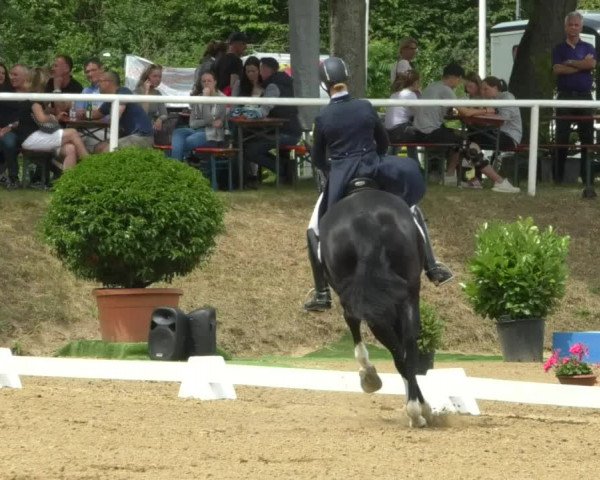 Reitturnier Nußloch 2019