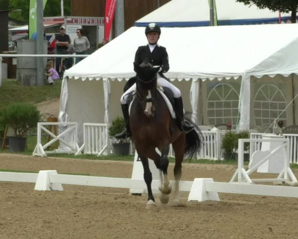 Reitturnier Nußloch 2019