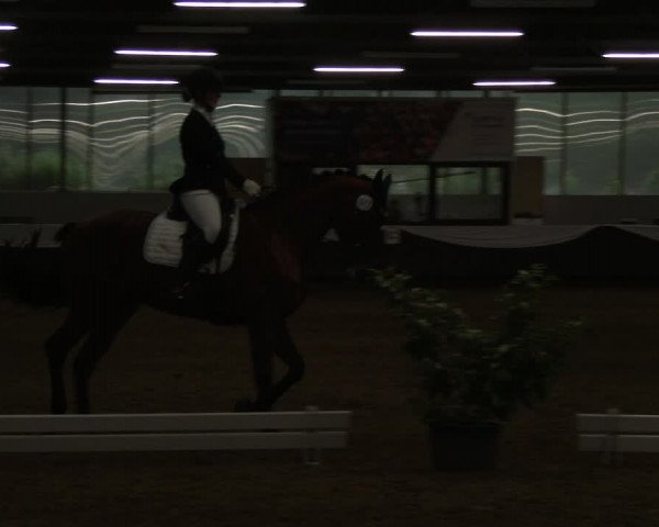 Reitturnier Bochum-Nord 2019