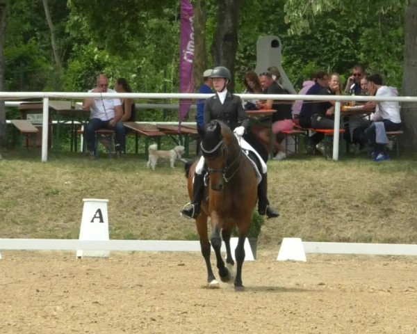 Reitturnier Nußloch 2019