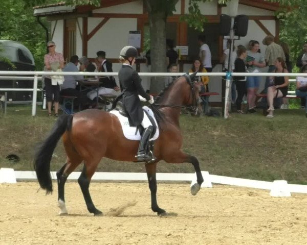 Reitturnier Nußloch 2019