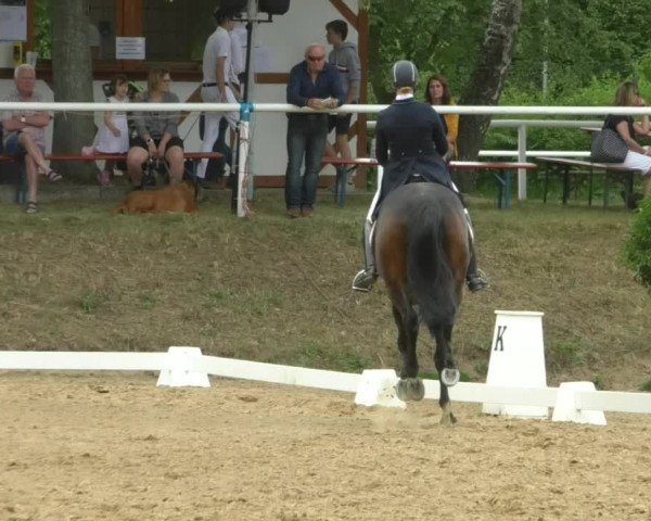 Reitturnier Nußloch 2019