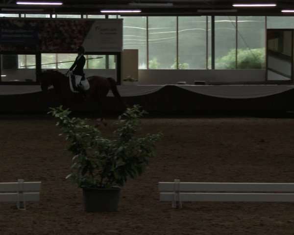 Reitturnier Bochum-Nord 2019