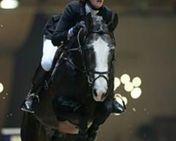 Deckhengst Winner (Belgisches Warmblut, 1999, von Cruising)