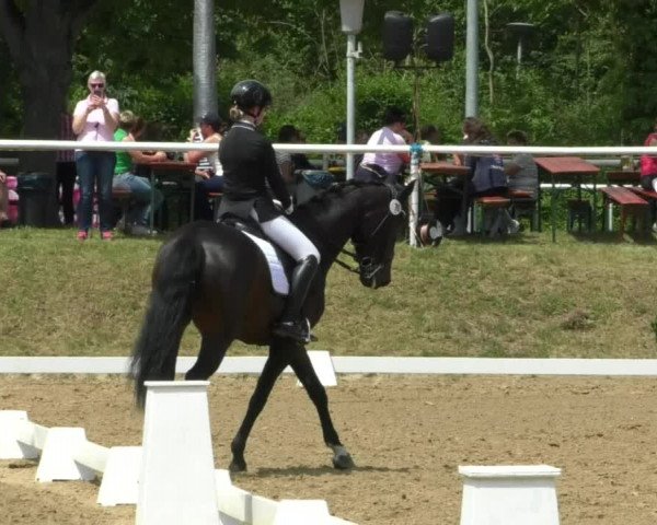 Reitturnier Nußloch 2019