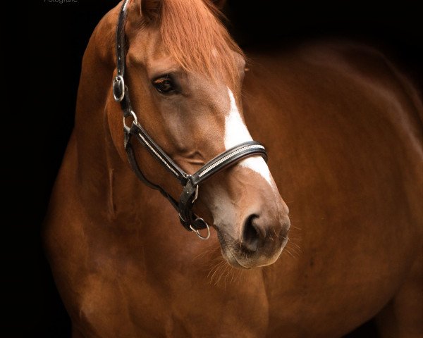 horse Anabella (Rhinelander, 2012, from Aaron)
