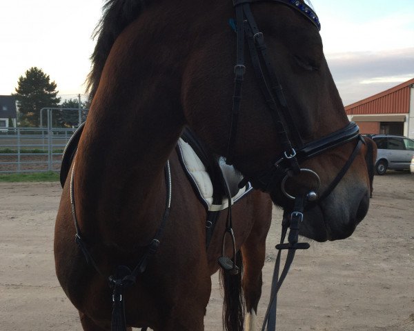 dressage horse Vino 31 (Sachs-door. Heavy Warmbl., 2009, from Veritas)