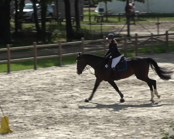 Reitturnier Westergellersen 2021
