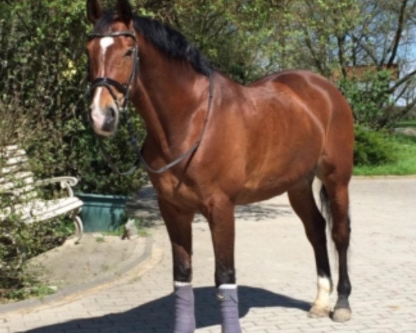 Springpferd Luxus Pur (Westfale, 2005, von Lupicor)