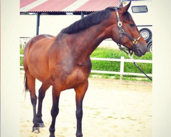 Pferd Filoman (unbekannt,  )