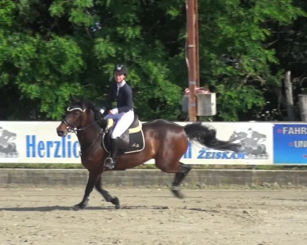 Reitturnier Zeiskam 2019