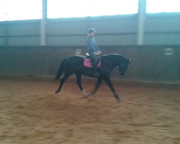 horse Sunshine 620 (Zweibrücken, 2009, from Stockholm)