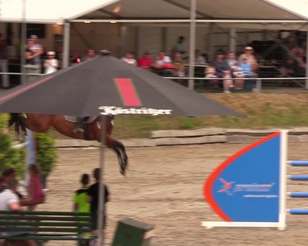 Reitturnier Lgl.-Oberhain, B95 2019