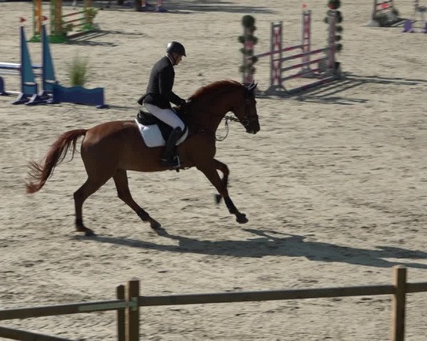 Reitturnier Westergellersen 2021