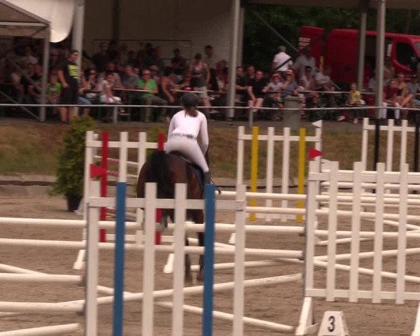 Reitturnier Lgl.-Oberhain, B95 2019