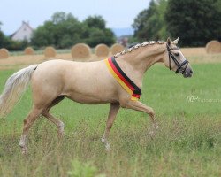 broodmare La Loona 8 (German Riding Pony, 2012, from Golden Rock)