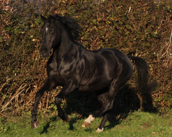 Deckhengst Offshore Energy R (Deutsches Reitpony, 1999, von Ombre)